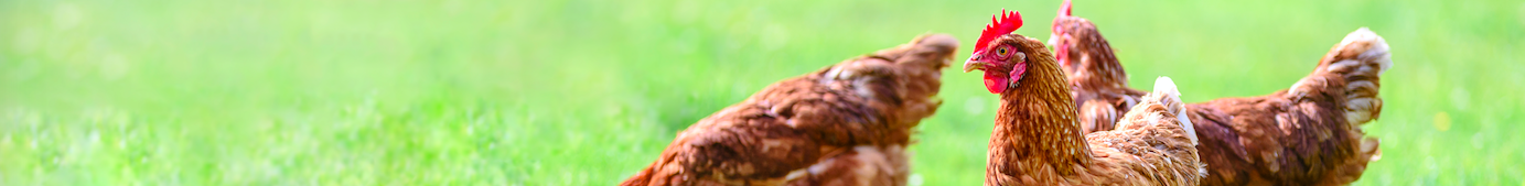 Chicken and Poultry Bedding | Bodens