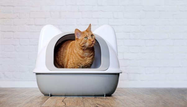 The Complete Guide To Using Wood Pellet Cat Litter