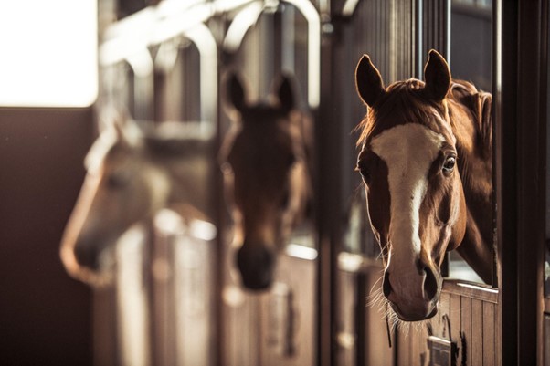 Keeping Your Horse’s Stalls Dry And Clean