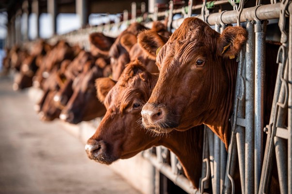 How Cattle Bedding Plays A Role In Beef Quality Assurance