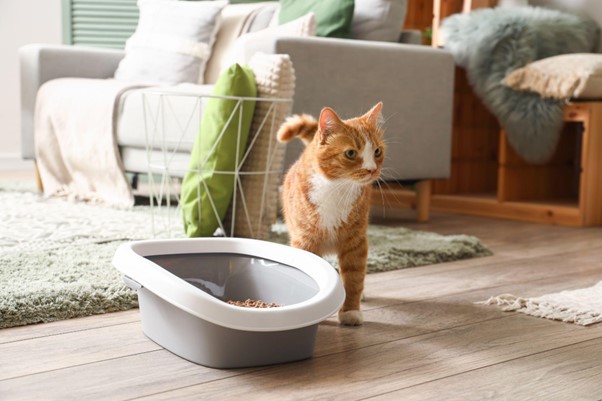 The Benefits Of Biodegradable Cat Litter For You And Your Cat