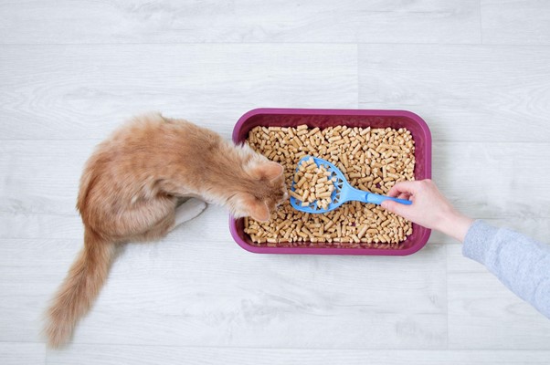 The Best Ways To Dispose Of Dirty Cat Litter
