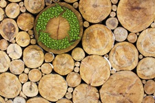 How Wood Waste Recycling Plays A Part In A Greener Future